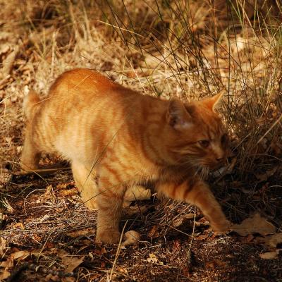 Прикрепленное изображение: cat_0117.jpg